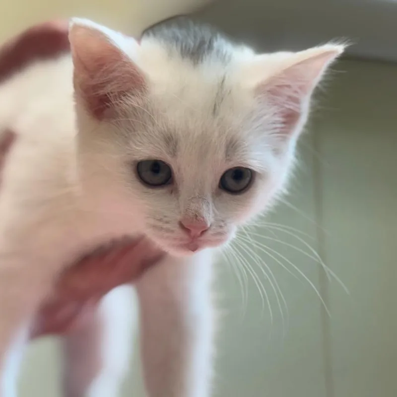 A baby small-sized male White Domestic Short Hair cat named Tuck for adoption in Mebane, NC