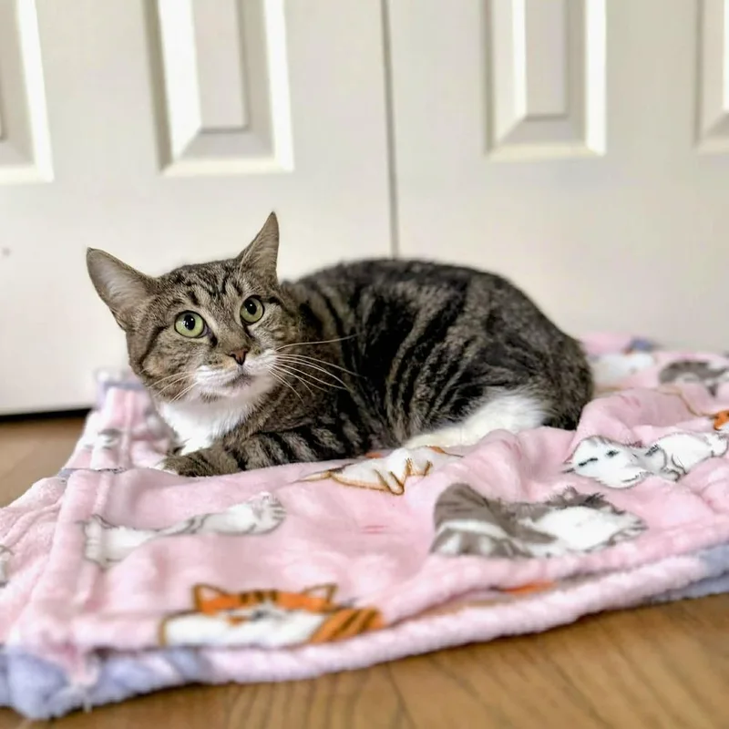 A young medium-sized female Gray / Blue / Silver Domestic Short Hair cat named Bettie for adoption in Raleigh, NC