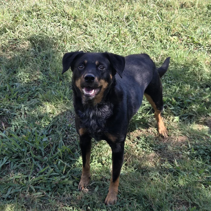 An adult small-sized female Australian Cattle Dog / Blue Heeler dog named Callie for adoption in Lebanon, TN