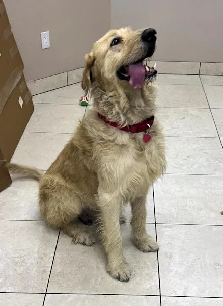 Mcdougal thumbnail 2