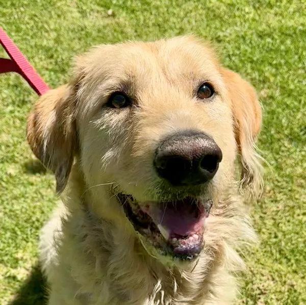 An adult large-sized male Golden Retriever dog named Mcdougal for adoption in Los Angeles, CA