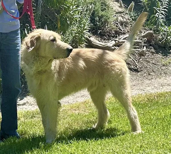 Mcdougal thumbnail 5