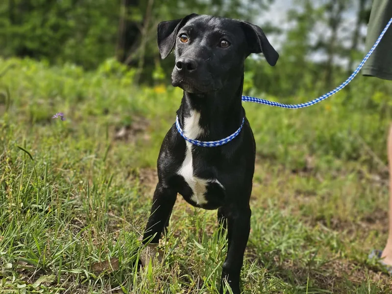 A young medium-sized female Black Terrier dog named Tinker for adoption in Fort Payne, AL