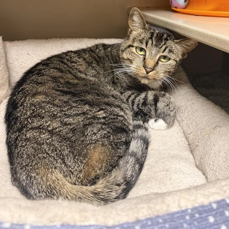 An adult small-sized female Domestic Short Hair cat named Princess Six Toes for adoption in Flagstaff, AZ
