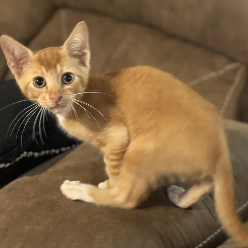 A baby small-sized male Orange / Red Domestic Short Hair cat named Colby for adoption in Crosby, TX