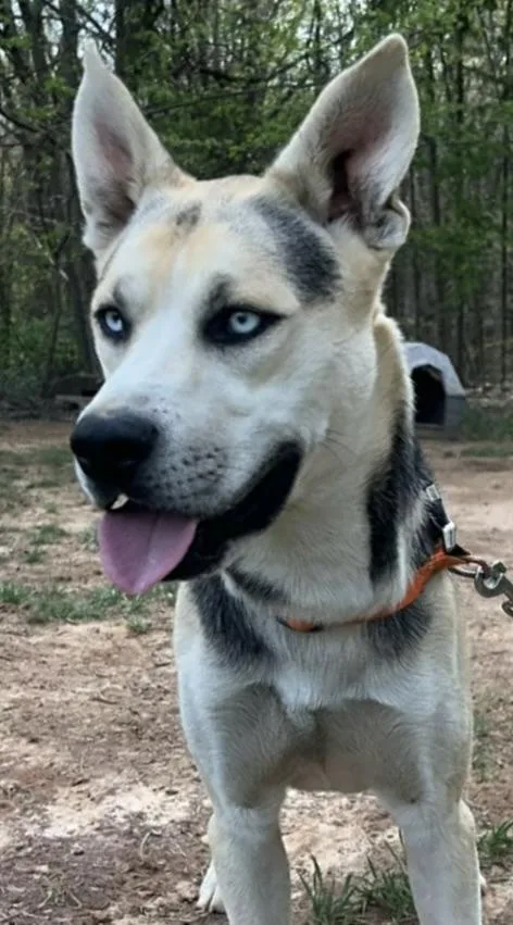 A young medium-sized male Siberian Husky dog named King for adoption in Jasper, GA