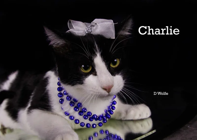 A young medium-sized female Black Domestic Short Hair cat named Gigi & Charlie for adoption in York, NE