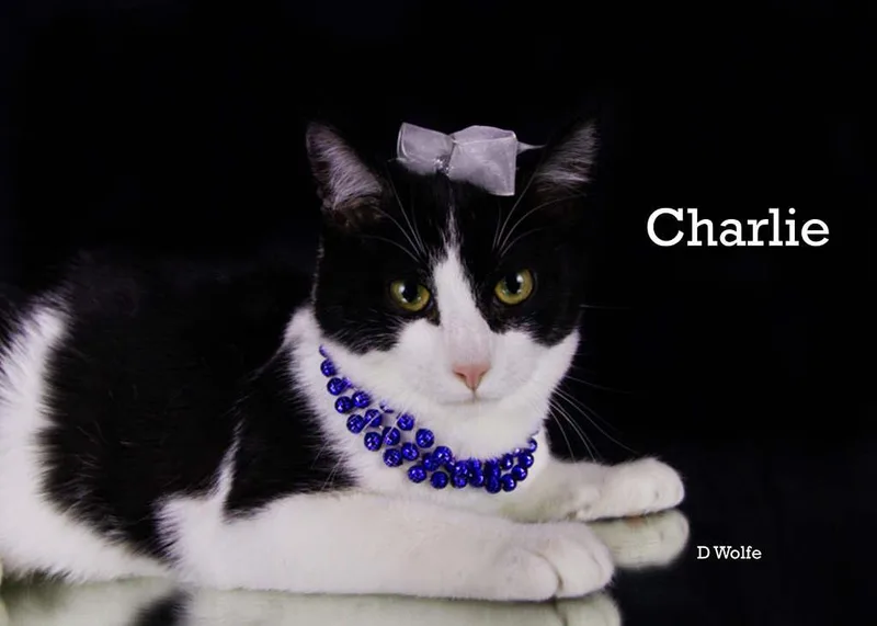 Gigi & Charlie thumbnail 4