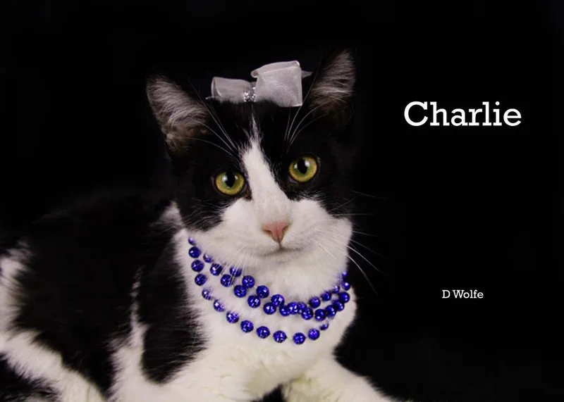 Gigi & Charlie thumbnail 5