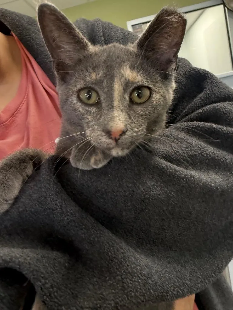 A baby medium-sized female Domestic Short Hair cat named Misty for adoption in Auburn, IN