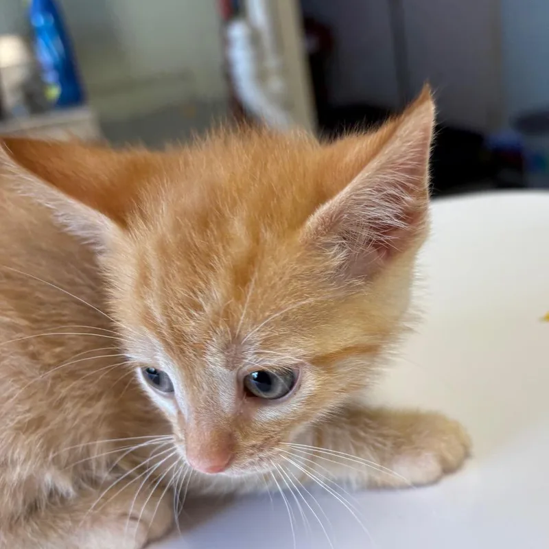 A baby small-sized female Orange / Red Domestic Short Hair cat named Latte for adoption in Mount Juliet, TN