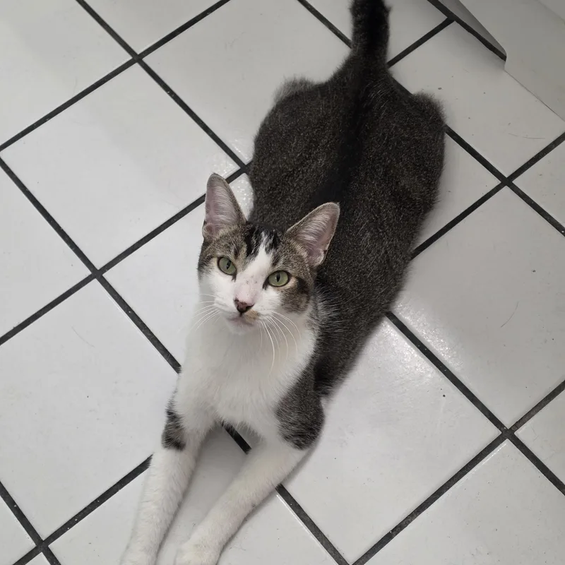 A young medium-sized male American Shorthair cat named Baxter for adoption in Glendale, AZ