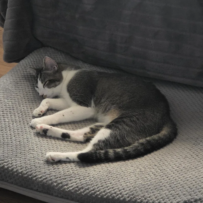 Baxter thumbnail 5