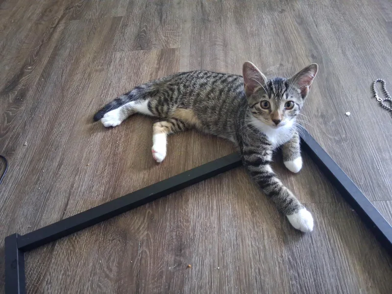 A baby medium-sized male Domestic Short Hair cat named Moishe for adoption in Broomall, PA
