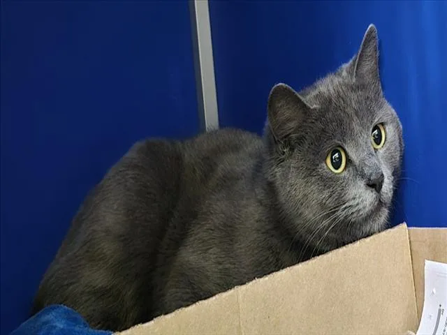 A young small-sized female Domestic Short Hair cat named Tofu for adoption in Loveland, CO