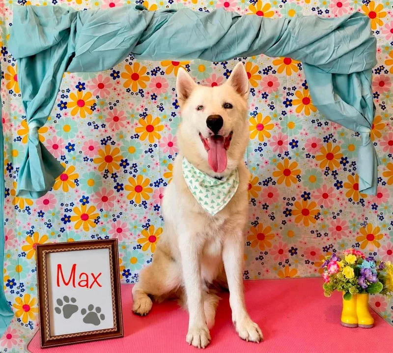 An adult large-sized male White / Cream Husky dog named Max for adoption in Weslaco, TX