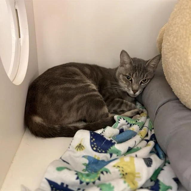 An adult large-sized female Domestic Medium Hair cat named Kit for adoption in Sugar Land, TX