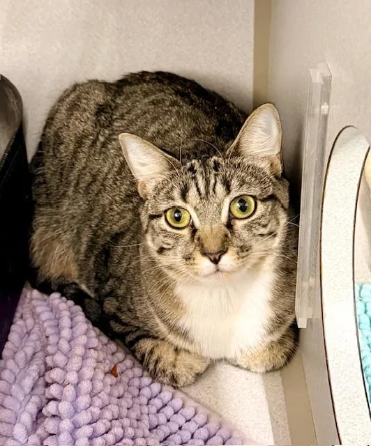 A young medium-sized female Tabby (Gray / Blue / Silver) Domestic Short Hair cat named Katie for adoption in Winter Haven, FL