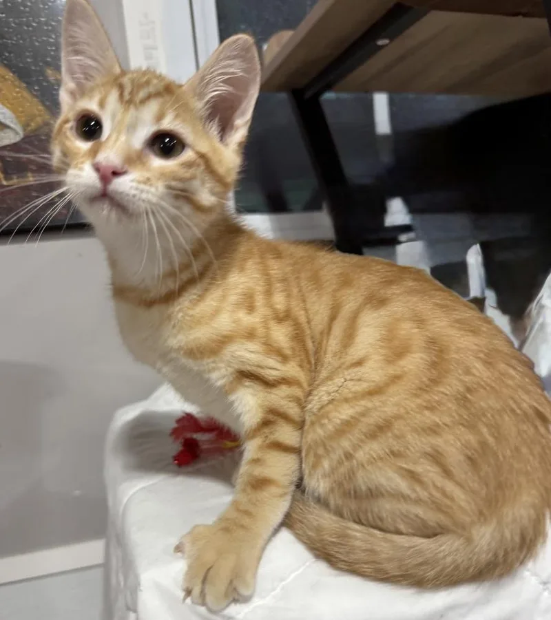A baby small-sized male Tabby (Orange / Red) Domestic Short Hair cat named Vivaldi for adoption in Jackson, GA