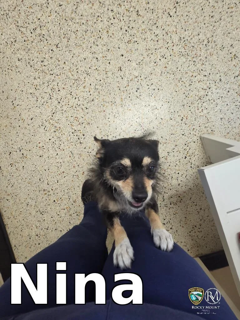 A young small-sized female Chihuahua dog named Nina for adoption in Rocky Mount, NC