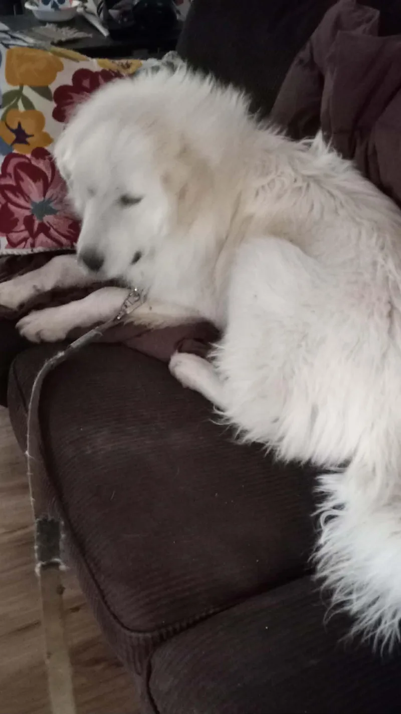 Dallas Sat thumbnail 2