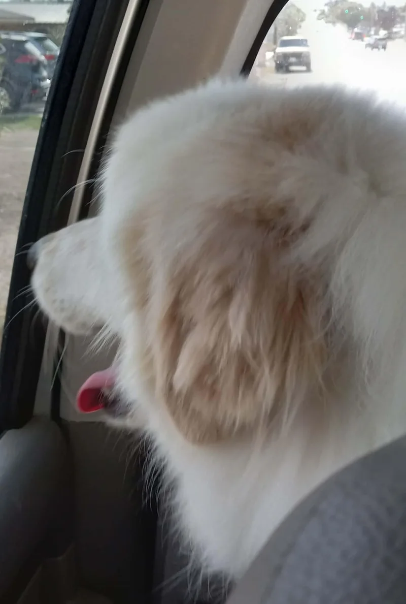 Dallas Sat thumbnail 3