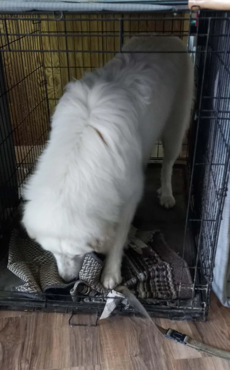 Dallas Sat thumbnail 4