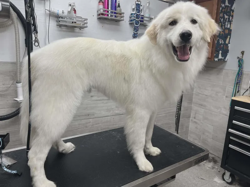 Dallas Sat thumbnail 6