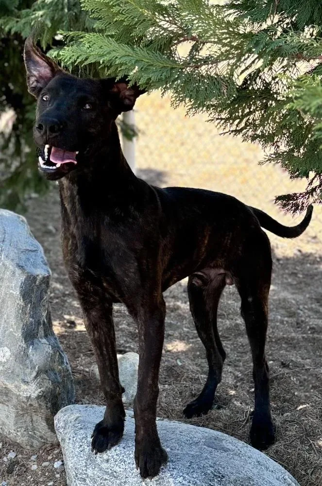 Toothless thumbnail 2