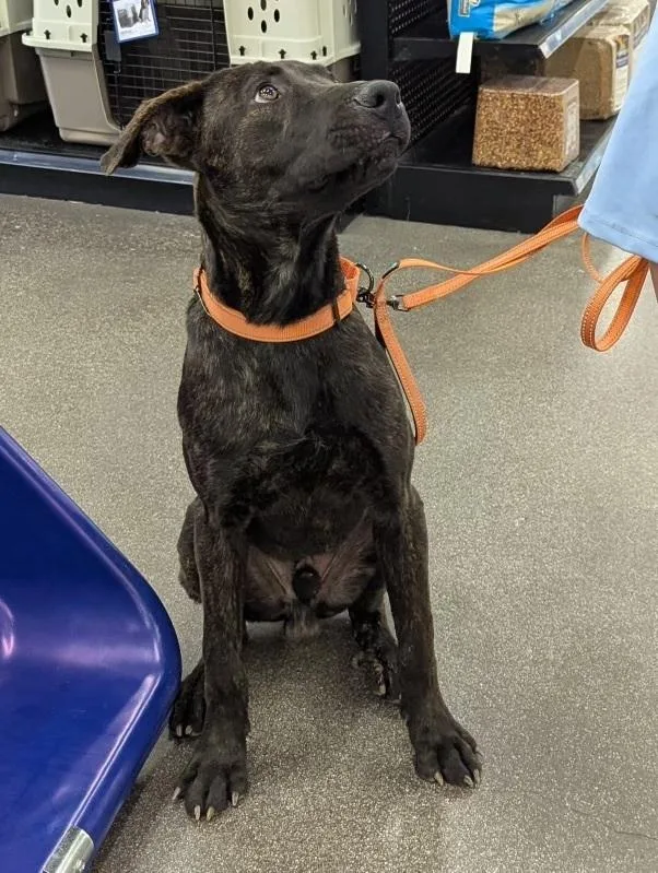 Toothless thumbnail 3