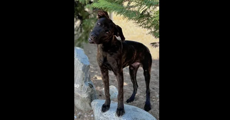 Toothless thumbnail 4