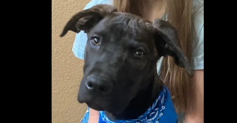 Toothless thumbnail 5