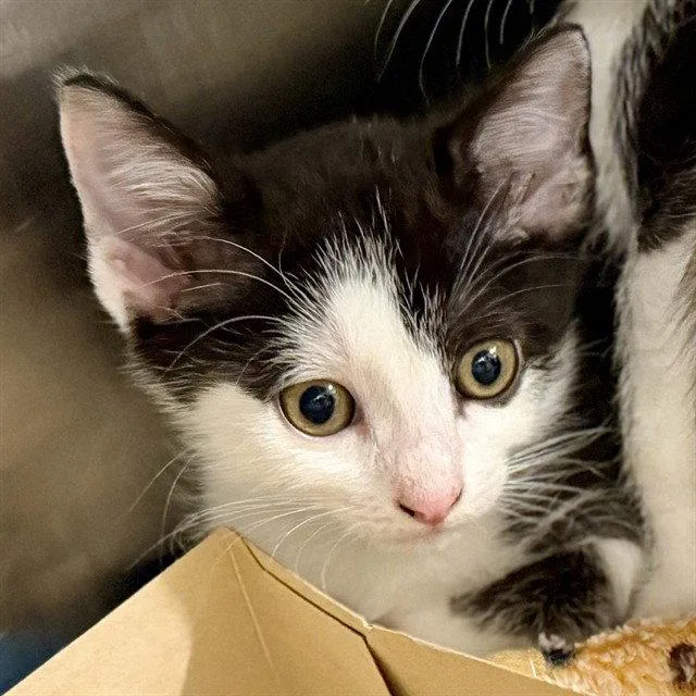 A baby small-sized female Black & White / Tuxedo Domestic Short Hair cat named Middle School for adoption in Tavares, FL
