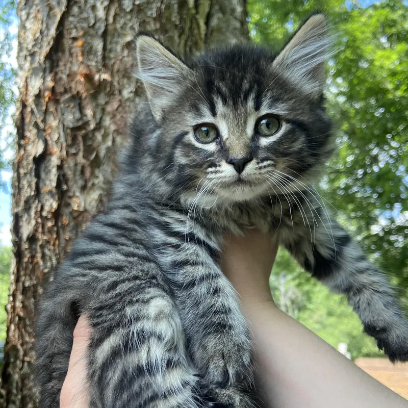 A baby medium-sized female Tabby (Buff / Tan / Fawn) Domestic Medium Hair cat named Jo March for adoption in Fairfax Station, VA