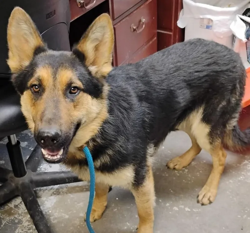 A young large-sized male Brown / Chocolate German Shepherd Dog dog named Reese for adoption in New Lexington, OH