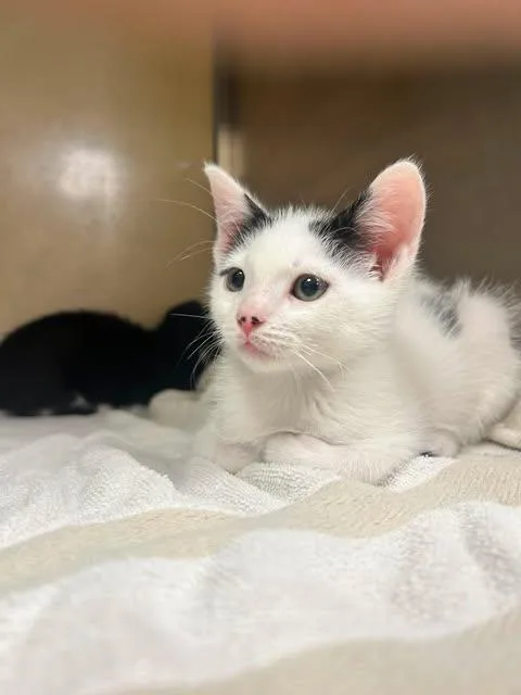 A baby small-sized male Domestic Short Hair cat named Marshmallow for adoption in Fort Myers, FL