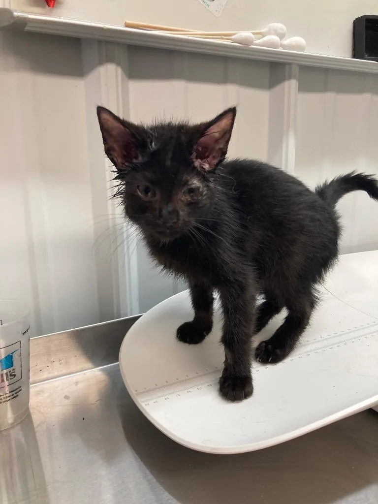 A baby medium-sized female Domestic Short Hair cat named Ebony for adoption in Pierceton, IN