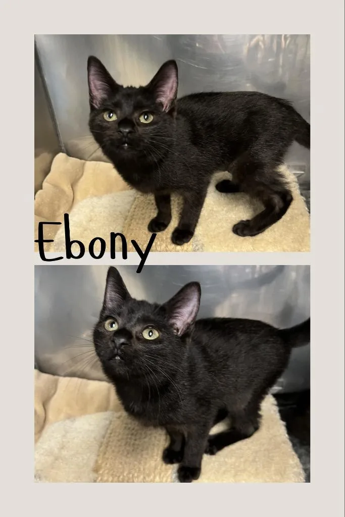 Ebony thumbnail 3