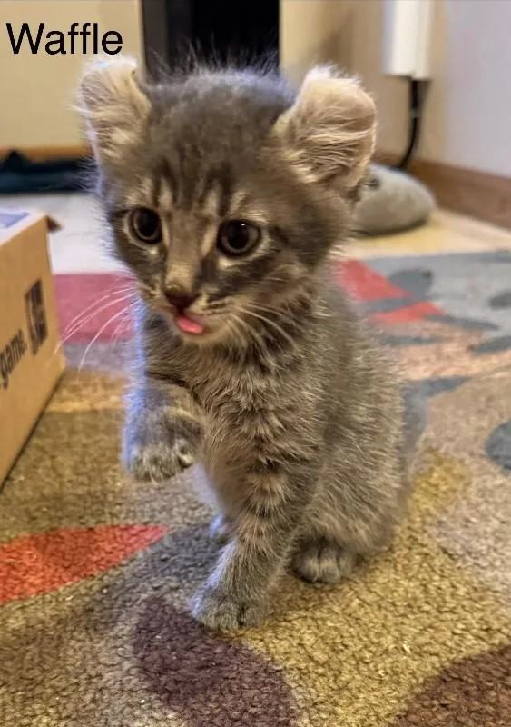 A young small-sized male Gray / Blue / Silver Domestic Short Hair cat named Waffle for adoption in Fort Collins, CO