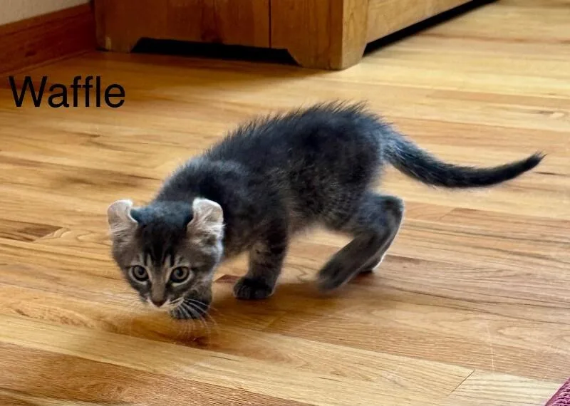 Waffle thumbnail 2
