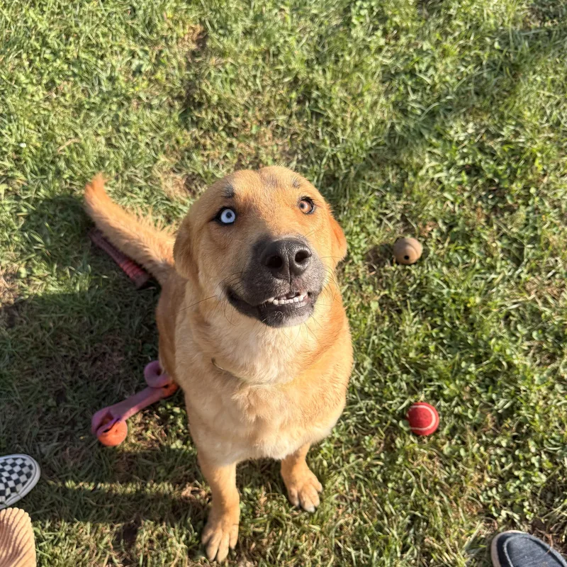 A young large-sized male Brown / Chocolate Labrador Retriever dog named Sully for adoption in Winamac, IN