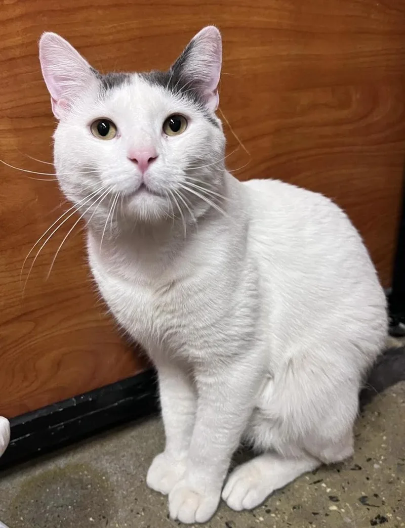 An adult medium-sized male Black & White / Tuxedo Domestic Short Hair cat named Luigi for adoption in Long Beach, NY