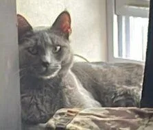 An adult small-sized male Domestic Short Hair cat named Smokey for adoption in West Chester, PA