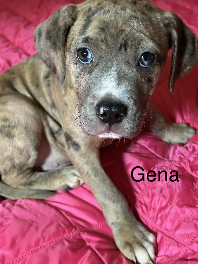 A baby medium-sized female Catahoula Leopard Dog dog named Gena for adoption in Texarkana, TX