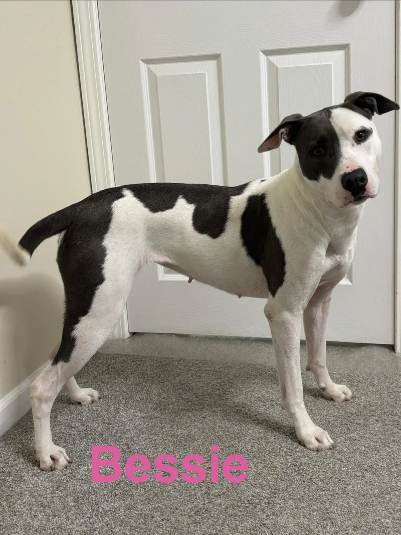 An adult medium-sized female Pit Bull Terrier dog named Bessie for adoption in Topeka, KS