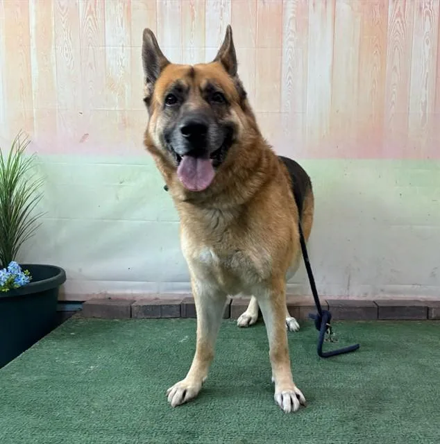An adult extra large-sized male German Shepherd Dog dog named Poseidon for adoption in Baldwin Park, CA