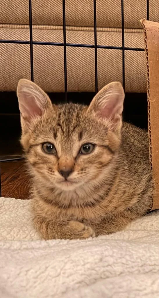 A baby small-sized male Domestic Short Hair cat named Toast for adoption in Lewisville, TX
