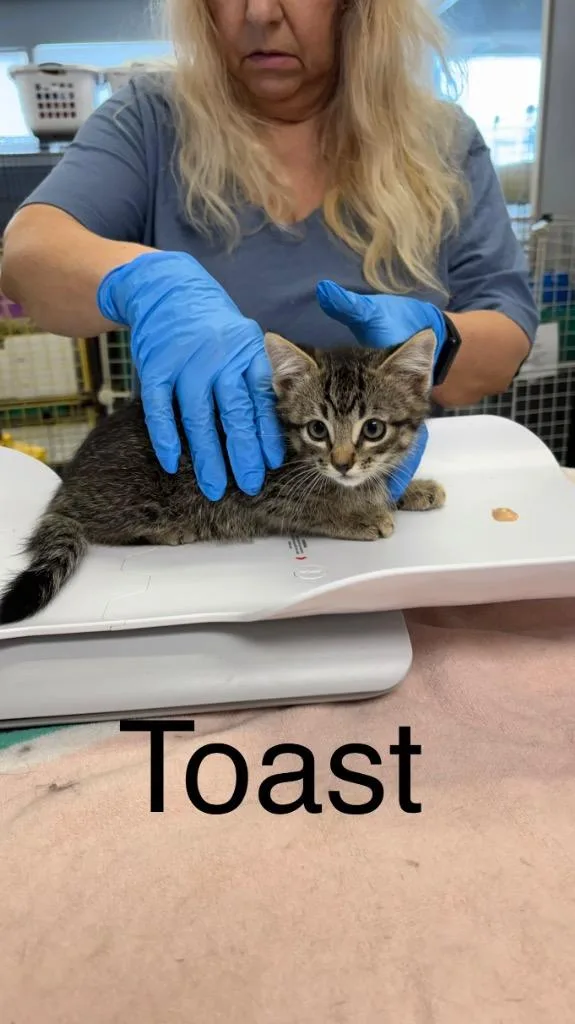 Toast thumbnail 2
