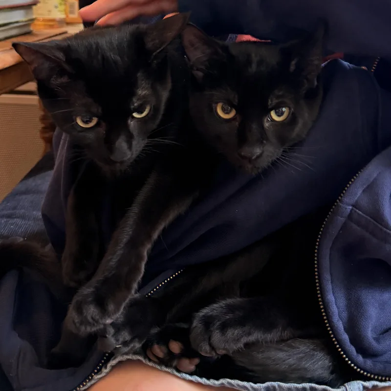 A baby small-sized male Black Tabby cat named Coda And Diesel for adoption in New York, NY