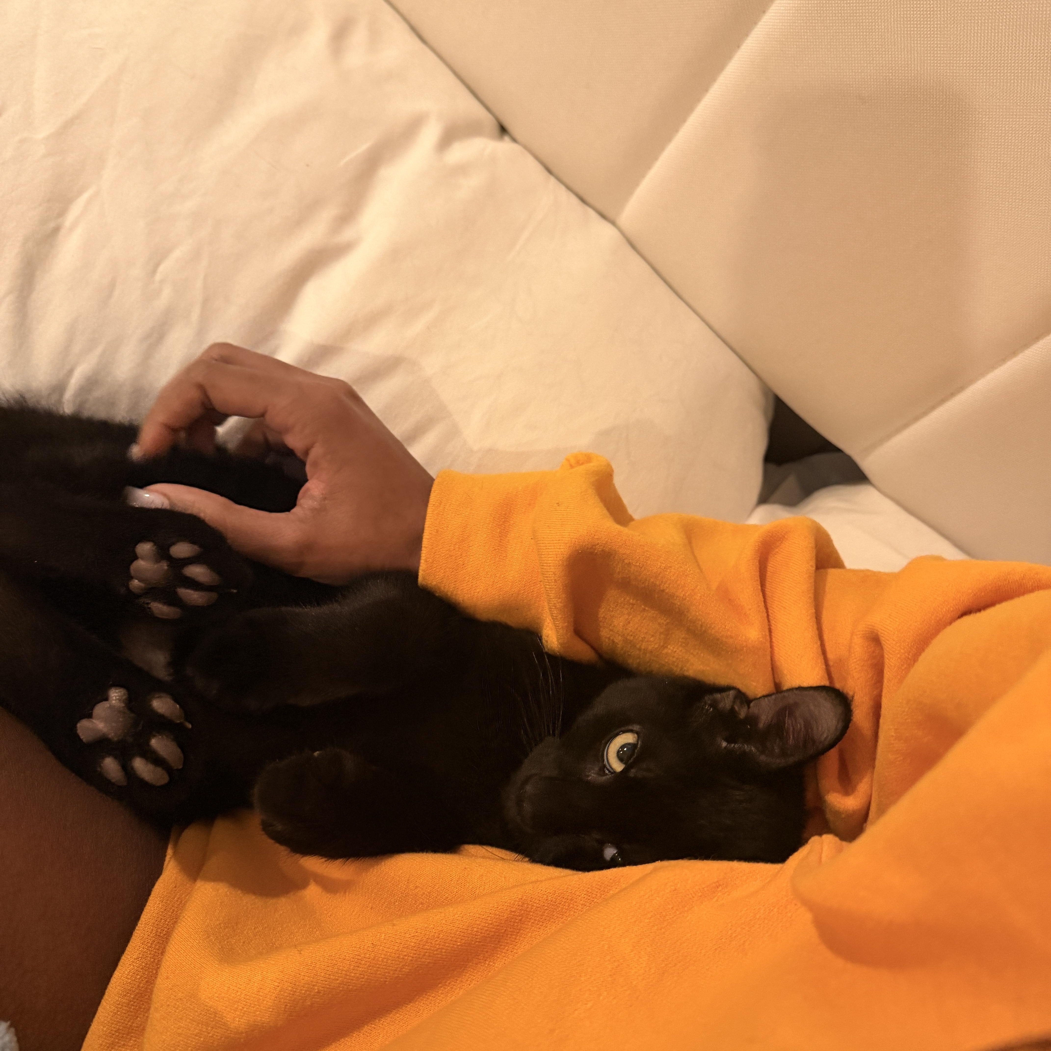 Coda And Diesel thumbnail 3